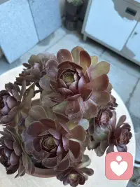 这花来我家有两周了，是不是更红了，这两周一直晴天呢！配图