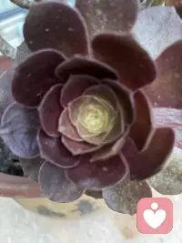 这花来我家有两周了，是不是更红了，这两周一直晴天呢！配图
