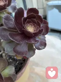 这花来我家有两周了，是不是更红了，这两周一直晴天呢！配图
