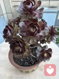 这花来我家有两周了，是不是更红了，这两周一直晴天呢！配图