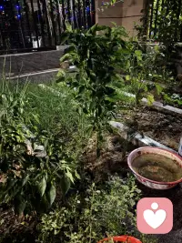 夜晚在小院里冲冲地面玩会水，好爽啊，突然找到小时候玩水的感觉呢！（我这是永远长不大了）配图