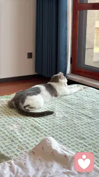 三只不同地方的猫，各自有着怎样的故事呢？趴在座垫的猫，一只腿截肢了，听说是被小区里的车压断了腿后，被经常投食的阿姨送到宠物医院，宠物医院为它做了治疗手术，后来它就在这里定居了，由流浪到成为万般宠爱于一身的猫了，听说医院要为它寻找一户好人家领养呢；缘圆是我家自己来的猫，它什么都不干，吃最好猫粮，住猫别墅人家还感到委屈，是经常自己住100平米一层自己独占；后边的猫是温泉城的流浪猫！配图