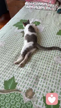 三只不同地方的猫，各自有着怎样的故事呢？趴在座垫的猫，一只腿截肢了，听说是被小区里的车压断了腿后，被经常投食的阿姨送到宠物医院，宠物医院为它做了治疗手术，后来它就在这里定居了，由流浪到成为万般宠爱于一身的猫了，听说医院要为它寻找一户好人家领养呢；缘圆是我家自己来的猫，它什么都不干，吃最好猫粮，住猫别墅人家还感到委屈，是经常自己住100平米一层自己独占；后边的猫是温泉城的流浪猫！配图