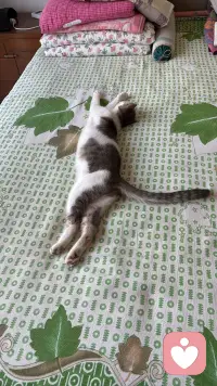 三只不同地方的猫，各自有着怎样的故事呢？趴在座垫的猫，一只腿截肢了，听说是被小区里的车压断了腿后，被经常投食的阿姨送到宠物医院，宠物医院为它做了治疗手术，后来它就在这里定居了，由流浪到成为万般宠爱于一身的猫了，听说医院要为它寻找一户好人家领养呢；缘圆是我家自己来的猫，它什么都不干，吃最好猫粮，住猫别墅人家还感到委屈，是经常自己住100平米一层自己独占；后边的猫是温泉城的流浪猫！配图