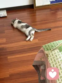三只不同地方的猫，各自有着怎样的故事呢？趴在座垫的猫，一只腿截肢了，听说是被小区里的车压断了腿后，被经常投食的阿姨送到宠物医院，宠物医院为它做了治疗手术，后来它就在这里定居了，由流浪到成为万般宠爱于一身的猫了，听说医院要为它寻找一户好人家领养呢；缘圆是我家自己来的猫，它什么都不干，吃最好猫粮，住猫别墅人家还感到委屈，是经常自己住100平米一层自己独占；后边的猫是温泉城的流浪猫！配图
