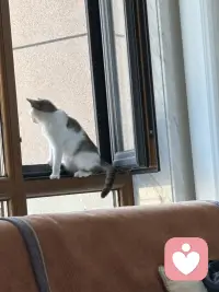 三只不同地方的猫，各自有着怎样的故事呢？趴在座垫的猫，一只腿截肢了，听说是被小区里的车压断了腿后，被经常投食的阿姨送到宠物医院，宠物医院为它做了治疗手术，后来它就在这里定居了，由流浪到成为万般宠爱于一身的猫了，听说医院要为它寻找一户好人家领养呢；缘圆是我家自己来的猫，它什么都不干，吃最好猫粮，住猫别墅人家还感到委屈，是经常自己住100平米一层自己独占；后边的猫是温泉城的流浪猫！配图