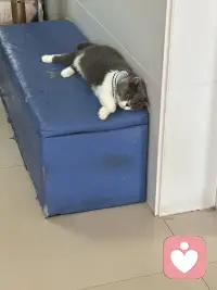 三只不同地方的猫，各自有着怎样的故事呢？趴在座垫的猫，一只腿截肢了，听说是被小区里的车压断了腿后，被经常投食的阿姨送到宠物医院，宠物医院为它做了治疗手术，后来它就在这里定居了，由流浪到成为万般宠爱于一身的猫了，听说医院要为它寻找一户好人家领养呢；缘圆是我家自己来的猫，它什么都不干，吃最好猫粮，住猫别墅人家还感到委屈，是经常自己住100平米一层自己独占；后边的猫是温泉城的流浪猫！配图