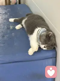 三只不同地方的猫，各自有着怎样的故事呢？趴在座垫的猫，一只腿截肢了，听说是被小区里的车压断了腿后，被经常投食的阿姨送到宠物医院，宠物医院为它做了治疗手术，后来它就在这里定居了，由流浪到成为万般宠爱于一身的猫了，听说医院要为它寻找一户好人家领养呢；缘圆是我家自己来的猫，它什么都不干，吃最好猫粮，住猫别墅人家还感到委屈，是经常自己住100平米一层自己独占；后边的猫是温泉城的流浪猫！配图