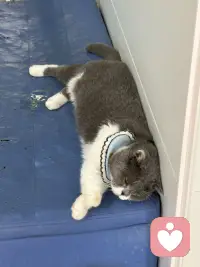 三只不同地方的猫，各自有着怎样的故事呢？趴在座垫的猫，一只腿截肢了，听说是被小区里的车压断了腿后，被经常投食的阿姨送到宠物医院，宠物医院为它做了治疗手术，后来它就在这里定居了，由流浪到成为万般宠爱于一身的猫了，听说医院要为它寻找一户好人家领养呢；缘圆是我家自己来的猫，它什么都不干，吃最好猫粮，住猫别墅人家还感到委屈，是经常自己住100平米一层自己独占；后边的猫是温泉城的流浪猫！配图