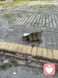 三只不同地方的猫，各自有着怎样的故事呢？趴在座垫的猫，一只腿截肢了，听说是被小区里的车压断了腿后，被经常投食的阿姨送到宠物医院，宠物医院为它做了治疗手术，后来它就在这里定居了，由流浪到成为万般宠爱于一身的猫了，听说医院要为它寻找一户好人家领养呢；缘圆是我家自己来的猫，它什么都不干，吃最好猫粮，住猫别墅人家还感到委屈，是经常自己住100平米一层自己独占；后边的猫是温泉城的流浪猫！配图