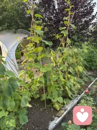 闲暇时间里在温泉附近散步走走，资源好丰富，可惜利用得不够好，若大的停车场早已杂草丛生，温泉城现可使用的地方仅占一半，那些一稀可见的部分仍然显示曾经的辉煌，很期待更加的完善，必定这里的汤是无以伦比的好呀！