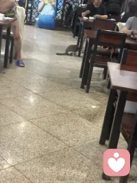 温泉城里的猫也是好厉害呢！在院子里随意溜达，那叫一个自在逍遥，在大餐厅里人们吃饭的地，那也是毫无惧色，向人们要些肉肉吃呢。这里的人们对它们充满了善意！
