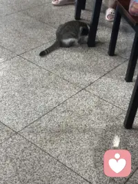 温泉城里的猫也是好厉害呢！在院子里随意溜达，那叫一个自在逍遥，在大餐厅里人们吃饭的地，那也是毫无惧色，向人们要些肉肉吃呢。这里的人们对它们充满了善意！
