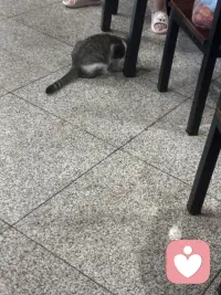 温泉城里的猫也是好厉害呢！在院子里随意溜达，那叫一个自在逍遥，在大餐厅里人们吃饭的地，那也是毫无惧色，向人们要些肉肉吃呢。这里的人们对它们充满了善意！