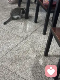 温泉城里的猫也是好厉害呢！在院子里随意溜达，那叫一个自在逍遥，在大餐厅里人们吃饭的地，那也是毫无惧色，向人们要些肉肉吃呢。这里的人们对它们充满了善意！