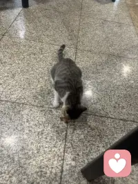 温泉城里的猫也是好厉害呢！在院子里随意溜达，那叫一个自在逍遥，在大餐厅里人们吃饭的地，那也是毫无惧色，向人们要些肉肉吃呢。这里的人们对它们充满了善意！