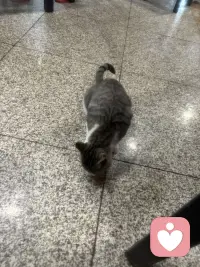 温泉城里的猫也是好厉害呢！在院子里随意溜达，那叫一个自在逍遥，在大餐厅里人们吃饭的地，那也是毫无惧色，向人们要些肉肉吃呢。这里的人们对它们充满了善意！