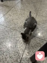 温泉城里的猫也是好厉害呢！在院子里随意溜达，那叫一个自在逍遥，在大餐厅里人们吃饭的地，那也是毫无惧色，向人们要些肉肉吃呢。这里的人们对它们充满了善意！