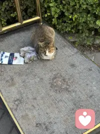温泉城里的猫也是好厉害呢！在院子里随意溜达，那叫一个自在逍遥，在大餐厅里人们吃饭的地，那也是毫无惧色，向人们要些肉肉吃呢。这里的人们对它们充满了善意！
