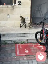 温泉城里的猫也是好厉害呢！在院子里随意溜达，那叫一个自在逍遥，在大餐厅里人们吃饭的地，那也是毫无惧色，向人们要些肉肉吃呢。这里的人们对它们充满了善意！