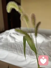 8天7晚的温泉之旅今天就结束了，跟老朋友欢声笑语放弃生活的琐碎，专业当下泡温泉的舒适中，这就足够了，回家仍然是生活的琐琐碎碎，那也是难得的幸福，平凡的人生、平凡的琐碎、平凡的日子，点点滴滴足够幸运的自己！