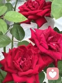 自家小院的月季牡丹仍然盛开着，先生养得太好了。