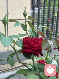 自家小院的月季牡丹仍然盛开着，先生养得太好了。
