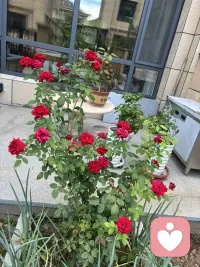 自家小院的月季牡丹仍然盛开着，先生养得太好了。