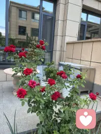 自家小院的月季牡丹仍然盛开着，先生养得太好了。