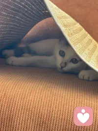 平台不知道怎么了？接不了单也发不了消息，也好一切都是最好的安排吧，闲下来晒晒我家的猫咪——缘圆吧！（它很有趣呢，钻到沙发凉席下面躲猫猫了🐱）