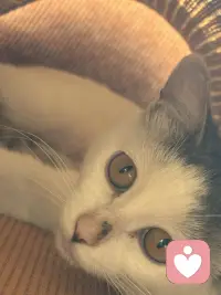 平台不知道怎么了？接不了单也发不了消息，也好一切都是最好的安排吧，闲下来晒晒我家的猫咪——缘圆吧！（它很有趣呢，钻到沙发凉席下面躲猫猫了🐱）