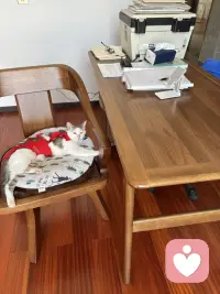 缘圆现在是老厉害了！这不当我拒绝它在我的房间竟然独占了我的书房，甚至把我的座椅垫子弄到扡上它席地为床了，看我偷偷进来也看不到惊慌，这是谁给它的胆子呢！