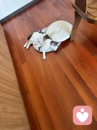 缘圆现在是老厉害了！这不当我拒绝它在我的房间竟然独占了我的书房，甚至把我的座椅垫子弄到扡上它席地为床了，看我偷偷进来也看不到惊慌，这是谁给它的胆子呢！