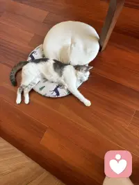 缘圆现在是老厉害了！这不当我拒绝它在我的房间竟然独占了我的书房，甚至把我的座椅垫子弄到扡上它席地为床了，看我偷偷进来也看不到惊慌，这是谁给它的胆子呢！