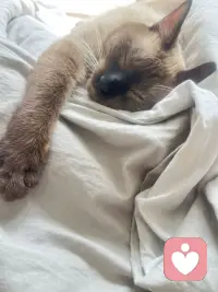 像它一样放松配图