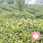 若只如初见的头像