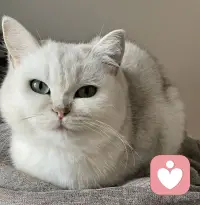 有小猫陪伴，虽然温暖治愈，但背后是铲不完的猫砂，打扫不完的猫毛，买不完的猫粮和罐罐……人生哪有完美，知足便可幸福～配图