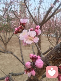 孩子的“好命”，就藏在父母的三样修行里：
避谶，管住嘴，不恶语相向，不说丧气话，孩子的路就不会被“说”坏；
避旧，放下怨，不翻旧账，日子是过以后不是过从前，永远保持着未来的希望；
避人，收拢心，远离消耗的人，把能量留给家人。
你守住了，孩子的福气自然就来了。