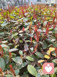 看，春天到了，植物的生命力多顽强啊，我们每个人内心其实跟这些植物一样，生命力都是这么顽强，只是因为一些糟糕的经历，让我们变得没有力量了，经过疗愈，我们都会越来越好的。配图