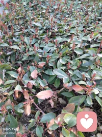 看，春天到了，植物的生命力多顽强啊，我们每个人内心其实跟这些植物一样，生命力都是这么顽强，只是因为一些糟糕的经历，让我们变得没有力量了，经过疗愈，我们都会越来越好的。配图