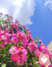 以前我总觉得，是我不够瘦、没对象、工作太烂，才让我每天都不开心。
所以朋友的夸夸、一件喜欢的衣服等等，都会快乐一阵儿，这种快乐，只是暂时的。
其实你本来心里就是嘈杂的、不安的、不快乐的。外界给的那点甜，只是让你暂时忘了这个不快乐。它并没有关掉。
所以你会发现，那个总需要别人“证明爱你”才能安心的人，骨子里就是觉得自己不值得被爱。
那个总需要好事发生才能咧嘴笑的人，就是活得沉重。
真正清醒的人，都在做一件事：不再向外界追讨快乐，而是去疗愈自己心底里那个不快乐的声音。
真正的快乐，不是有求必应，是无求自足。配图