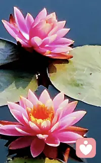 爱只能透过心发生  而不是透过大脑
我们甚至会去思考爱！
爱与思考无关
透过大脑来爱的人
他们的爱将会是假的
因为大脑与爱无关
～