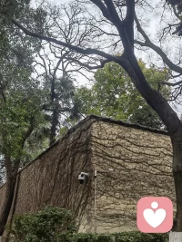 世间嘈杂，我在这里，做你安静的树洞。配图