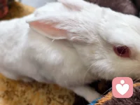 第三年头了，从小到大都是那么乖巧，是我们家的治愈果。配图