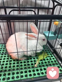 第三年头了，从小到大都是那么乖巧，是我们家的治愈果。配图