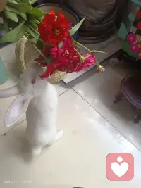 第三年头了，从小到大都是那么乖巧，是我们家的治愈果。配图