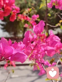 我喜欢这春天的精灵，摇曳的身姿总让我心情舒畅。配图