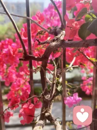 我喜欢这春天的精灵，摇曳的身姿总让我心情舒畅。配图