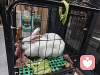 半夜三更，这家伙趁我们都不注意自己坐电梯跑下去，害得我们全家到处找。当我爱人打电话告知它在楼下，我和孩子们立马一窝蜂跑下去，可当我们跑下去时，爱人已把这家伙抱上来，真的是和我们心急如焚的心情完美错过。不过，老天保佑，原来有个好心人用纸箱装住。说实话，当我们到处找它时，个个人的心都快碎了，特别孩子们都快急哭了。而它，也像个做错事的孩子，趴在我怀里一动不动，仿佛它也知道刚才经历的是一场劫难。感谢老天，感谢那个好心人，真的！这种失而复得的心情让我们一大家子更懂得“珍惜”二字。最后我想说：“人生来来往往，其实没有那么多来日方长， 唯有珍惜当下， 珍惜眼前人。”配图