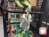 半夜三更，这家伙趁我们都不注意自己坐电梯跑下去，害得我们全家到处找。当我爱人打电话告知它在楼下，我和孩子们立马一窝蜂跑下去，可当我们跑下去时，爱人已把这家伙抱上来，真的是和我们心急如焚的心情完美错过。不过，老天保佑，原来有个好心人用纸箱装住。说实话，当我们到处找它时，个个人的心都快碎了，特别孩子们都快急哭了。而它，也像个做错事的孩子，趴在我怀里一动不动，仿佛它也知道刚才经历的是一场劫难。感谢老天，感谢那个好心人，真的！这种失而复得的心情让我们一大家子更懂得“珍惜”二字。最后我想说：“人生来来往往，其实没有那么多来日方长， 唯有珍惜当下， 珍惜眼前人。”配图